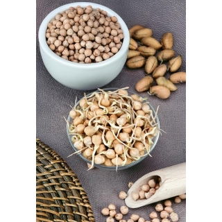 Nasiona na kiełki - Ciecierzyca