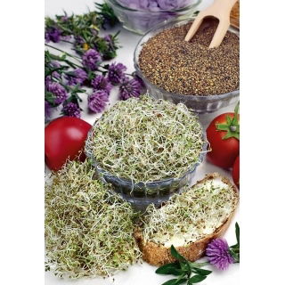 Nasiona na kiełki - Koniczyna