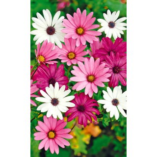 Osteospermum - mieszanka
