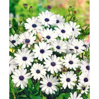 Osteospermum białe