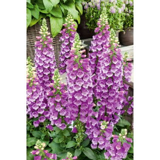Naparstnica purpurowa - fioletowa - setki dzwonków na jednym pędzie!