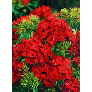 Goździk brodaty Scarlet Beauty - szkarłatny