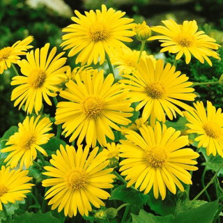 Omieg kaukaski Medaillon d’Or