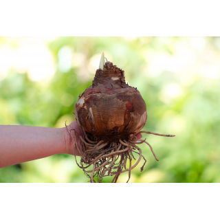 Hipeastrum - Amarylis - Biały - cebula GIGANT - duża paczka! - 3 szt.