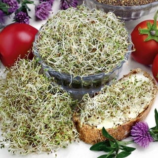 Nasiona na kiełki - Koniczyna