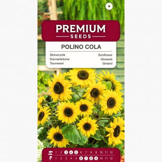 Słonecznik doniczkowy Polino Cola