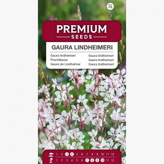 Gaura - Gaura lindheimeri