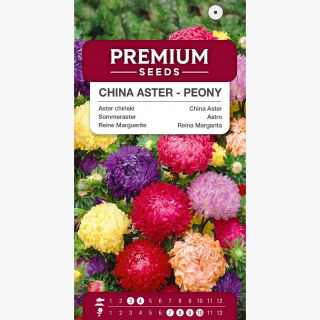 Aster peoniowy - mieszanka