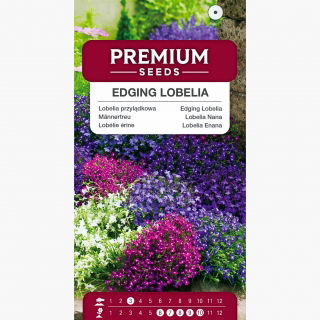 Lobelia przylądkowa - mieszanka kolorów