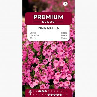 Diaskia Pink Queen