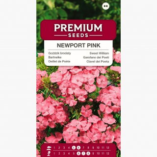Goździk brodaty Newport Pink - łososioworóżowy