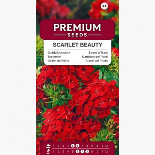 Goździk brodaty Scarlet Beauty - szkarłatny