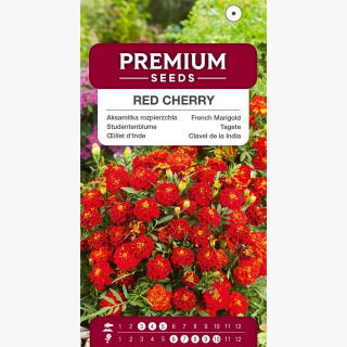 Aksamitka Red Cherry - rozpierzchła