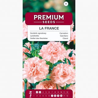 Goździk ogrodowy La France