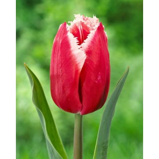Tulipan Canasta - 5 szt.