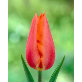 Tulipan Temple of Beauty - opak. 5 szt.