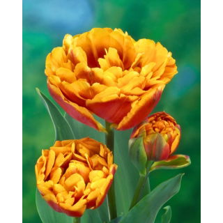 Tulipan Bonanza - 5 szt.