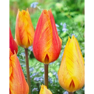 Tulipan El Nino - 5 szt.