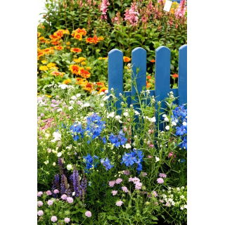 Flowers for Years - łąka kwietna długowieczna - 1 kg