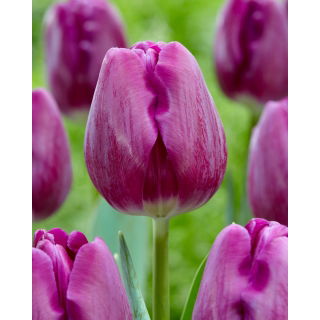 Tulipan Bullit - 5 szt.