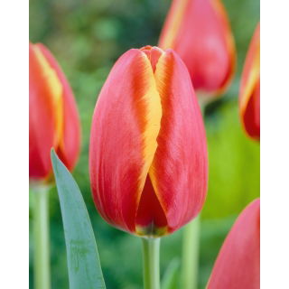 Tulipan Worlds Friend - 5 szt.
