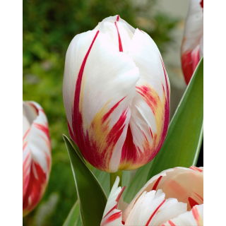 Tulipan Happy Generation - 5 szt.