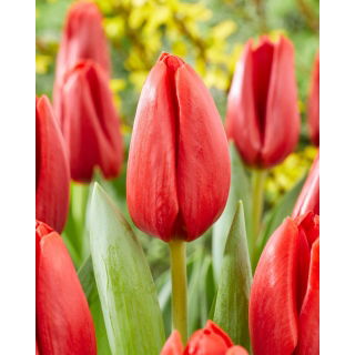 Tulipan Spot On - 5 szt.