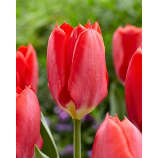 Tulipan Red Purissima - 5 szt.