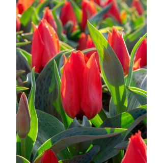 Tulipan Annie Salomons - 5 szt.