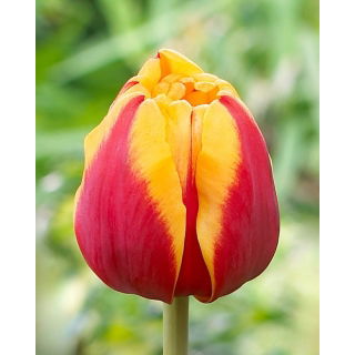 Tulipan Givenchy - 5 szt.