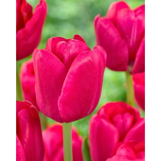Tulipan Purk - 5 szt.