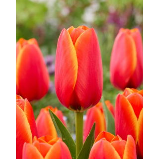 Tulipan World Favourite - 5 szt.