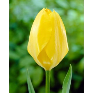 Tulipan Yellow Purissima - 5 szt.