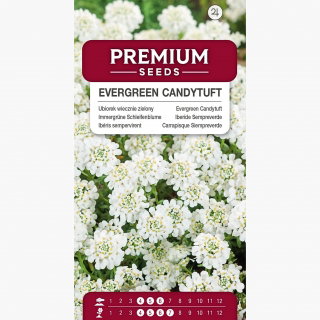 Ubiorek wiecznie zielony