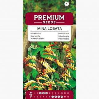 Mina - Mina lobata