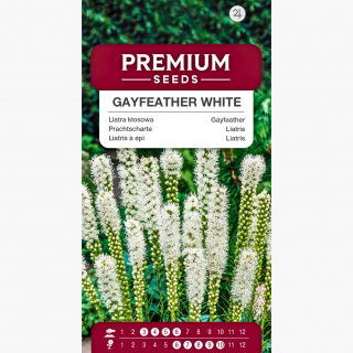 Liatra kłosowa biała