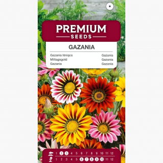 Gazania lśniąca