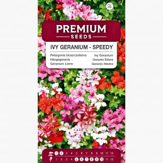Pelargonia bluszczolistna - Speedy mixed - zwisająca
