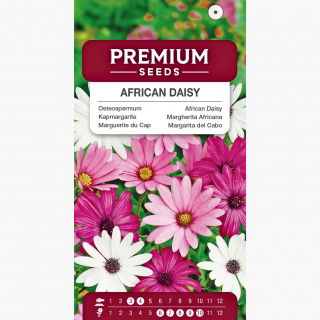 Osteospermum - mieszanka