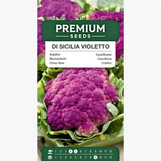 Kalafior Di Sicilia Violetto - o róży fioletowej