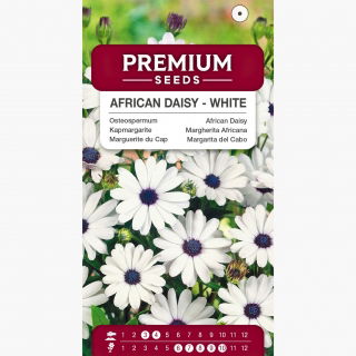 Osteospermum białe
