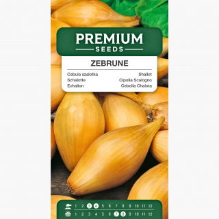 Cebula szalotka Zebrune