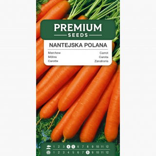 Marchew Nantejska Polana - średnio wczesna