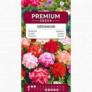 Pelargonia - mieszanka kolorów