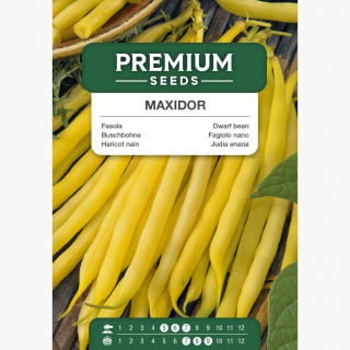 Fasola Maxidor - szparagowa, żółta, smaczna i bezwłóknista