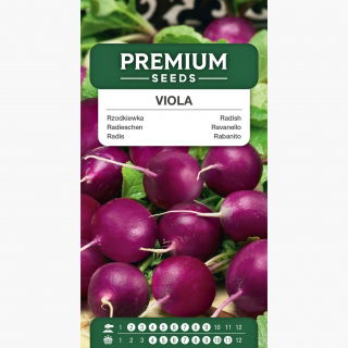 Rzodkiewka Viola - żywy, fioletowy kolor skórki
