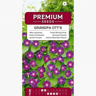 Wilec pnący purpurowy - Grandpa Ott's