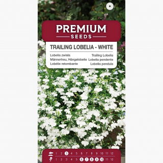 Lobelia zwisła biała