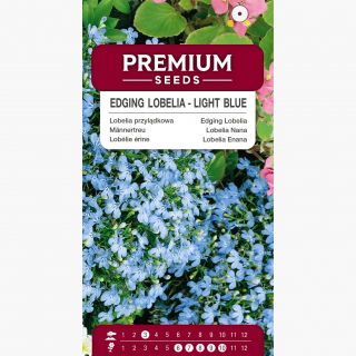 Lobelia przylądkowa jasnoniebieska - Stroiczka