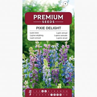 Łubin letni Pixie Delight - jednoroczny
